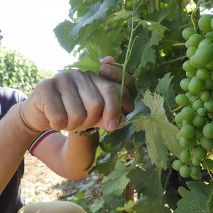 I nostri vigneti