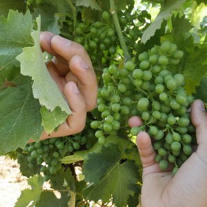 Le nostre radici contadine