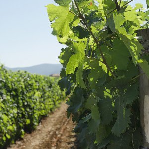 L'essenza dei vini di Bolgheri