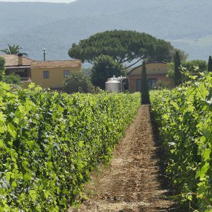 I nostri vigneti