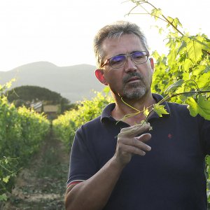 L'essenza dei vini di Bolgheri