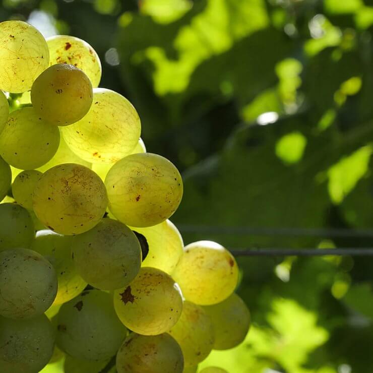 L'essenza dei vini di Bolgheri