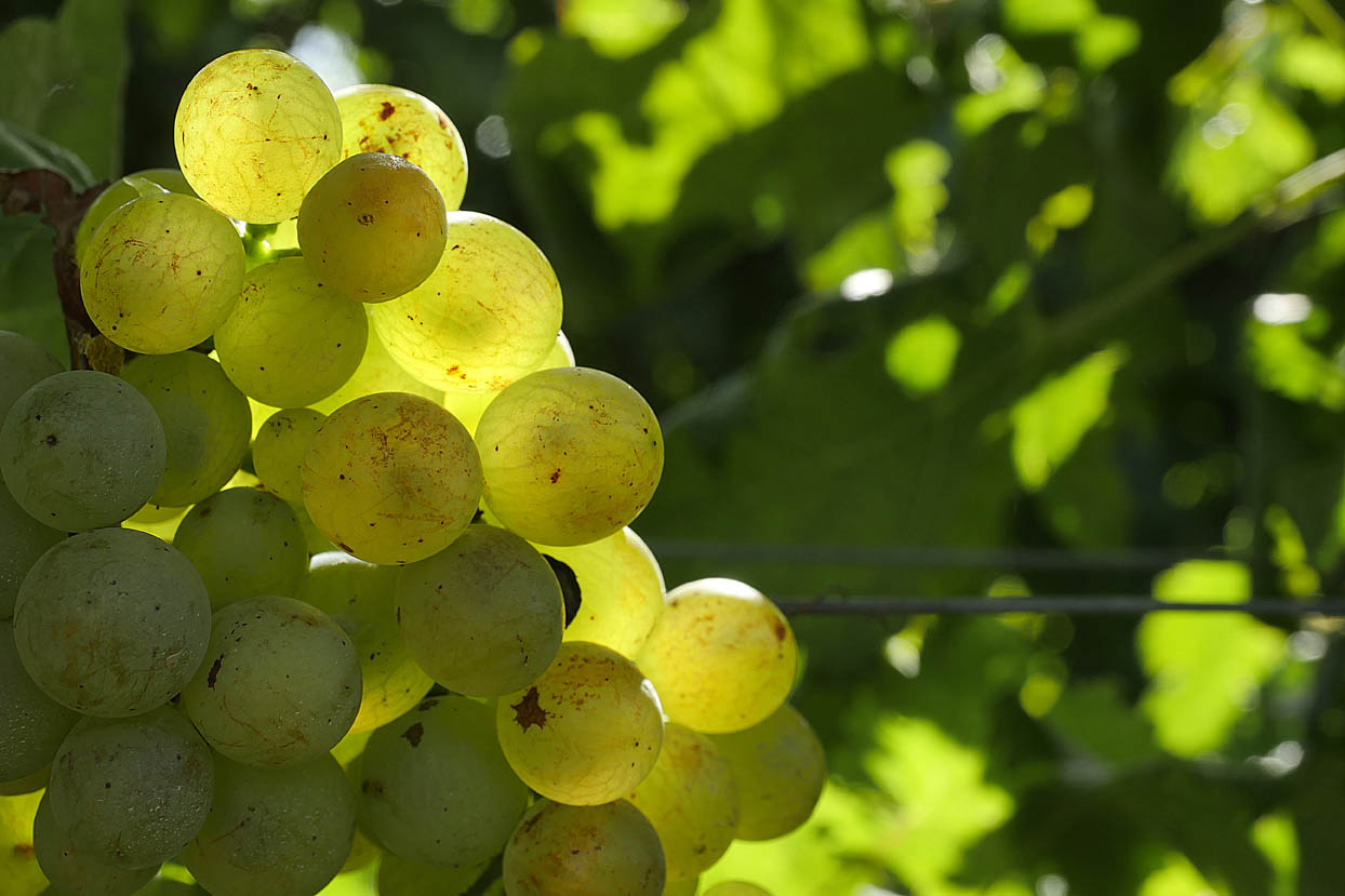 Bolgheri wine essence 