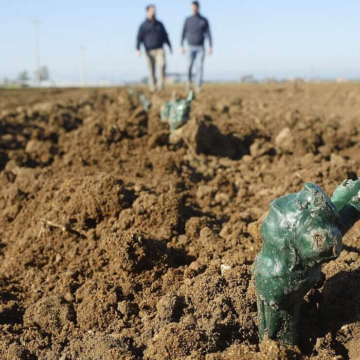 Nuovi impianti DOC Bolgheri.
