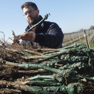 Una catena di valori familiari per una viticoltura ecosostenibile