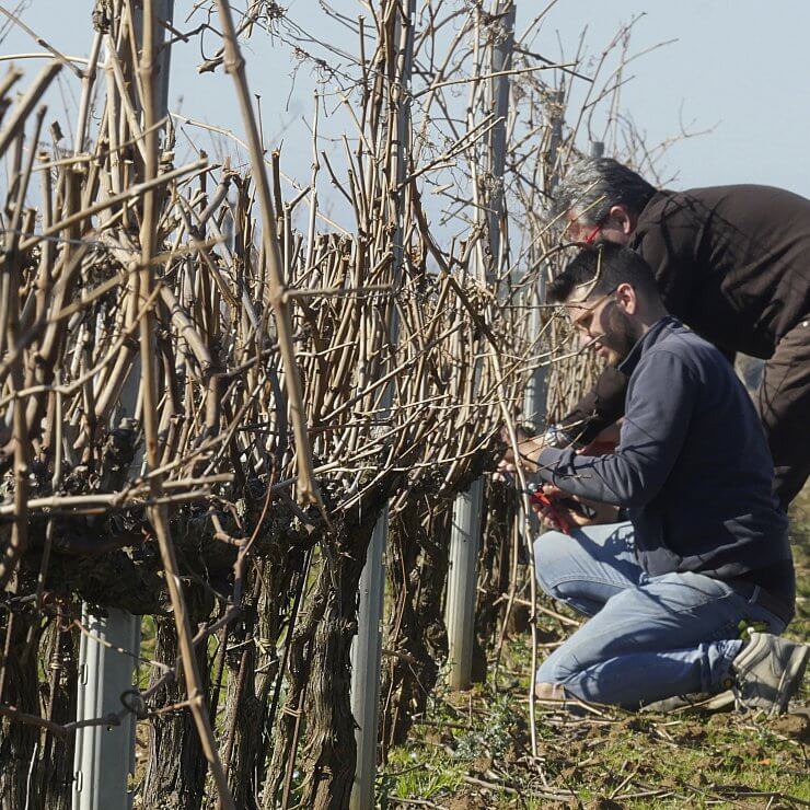 L'artigianalità contadina come vero valore aggiunto dei nostri vini