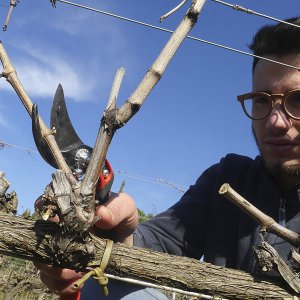 L'artigianalità contadina come vero valore aggiunto dei nostri vini