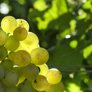 Terre del Marchesato e la magia della vendemmia
