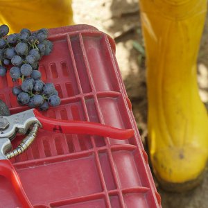 Terre del Marchesato e la magia della vendemmia