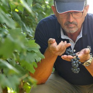 Terre del Marchesato e la magia della vendemmia