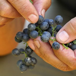 Terre del Marchesato e la magia della vendemmia