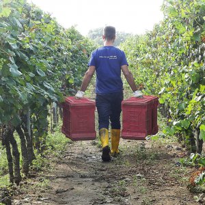 Terre del Marchesato e la magia della vendemmia