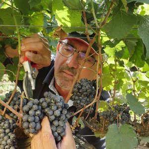 Terre del Marchesato e la magia della vendemmia