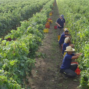 Terre del Marchesato e la magia della vendemmia