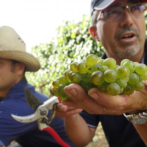 Terre del Marchesato e la magia della vendemmia