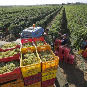 Terre del Marchesato e la magia della vendemmia