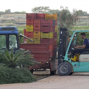 Terre del Marchesato e la magia della vendemmia